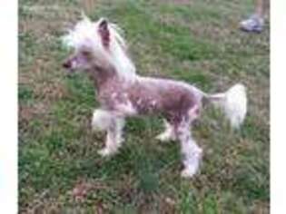 Chinese Crested Puppy for sale in Lenoir City, TN, USA