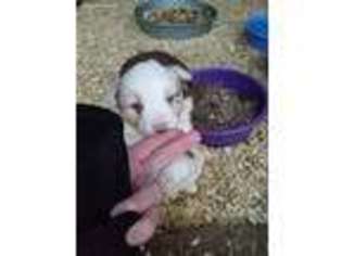 Australian Shepherd Puppy for sale in Anderson, CA, USA