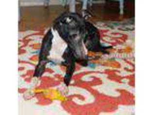 Italian Greyhound Puppy for sale in Anita, IA, USA