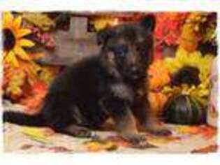 German Shepherd Dog Puppy for sale in Bowling Green, MO, USA
