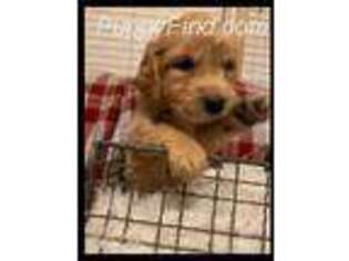 Golden Retriever Puppy for sale in Gooding, ID, USA
