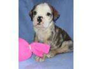 Olde English Bulldogge Puppy for sale in Kendallville, IN, USA