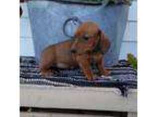 Dachshund Puppy for sale in Etna Green, IN, USA