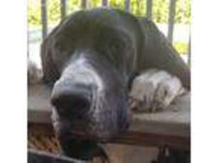 Great Dane Puppy for sale in Acushnet, MA, USA