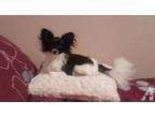 Papillon Puppy for sale in FALL RIVER, MA, USA