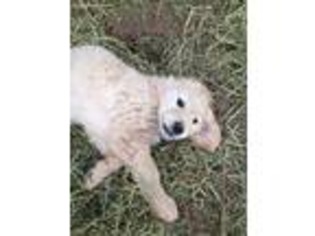 Golden Retriever Puppy for sale in Mohnton, PA, USA
