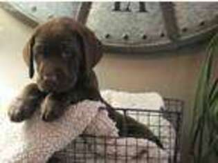 Labrador Retriever Puppy for sale in Mullica Hill, NJ, USA