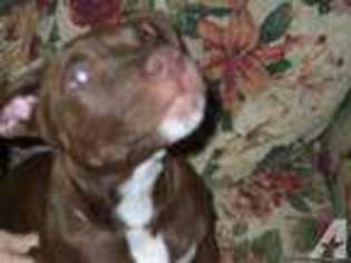 American Pit Bull Terrier Puppy for sale in OSKALOOSA, IA, USA