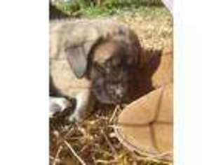 Mastiff Puppy for sale in Oxford, NC, USA