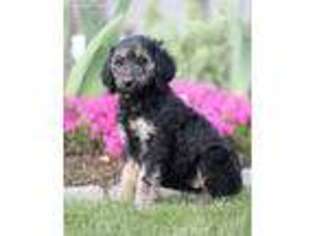 Goldendoodle Puppy for sale in Meridian, ID, USA