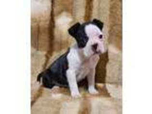 Boston Terrier Puppy for sale in Granville Summit, PA, USA