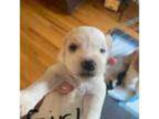Mutt Puppy for sale in Anderson, SC, USA