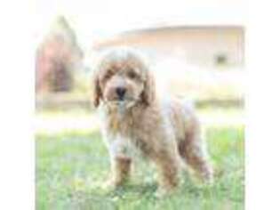 Mutt Puppy for sale in Warsaw, IN, USA