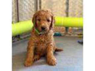 Mutt Puppy for sale in Hilton Head Island, SC, USA