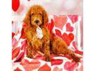 Goldendoodle Puppy for sale in South Bay, FL, USA