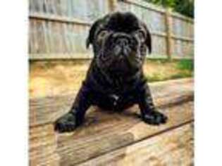 French Bulldog Puppy for sale in Blackstone, VA, USA