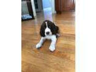 English Springer Spaniel Puppy for sale in Saint Charles, IL, USA
