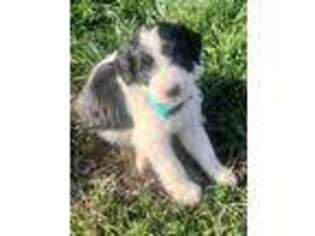 Mutt Puppy for sale in Hickory, KY, USA