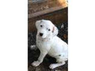 Dalmatian Puppy for sale in Opelika, AL, USA