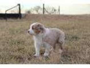 Australian Shepherd Puppy for sale in Cameron, TX, USA