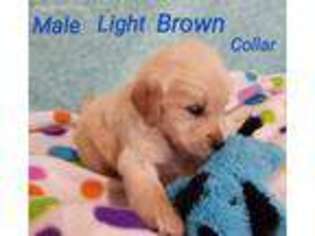 Golden Retriever Puppy for sale in Kress, TX, USA