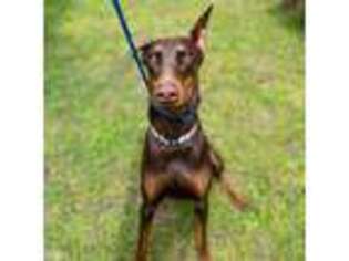 Doberman Pinscher Puppy for sale in Lawrenceville, GA, USA