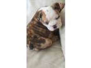 Bulldog Puppy for sale in Newport, WA, USA
