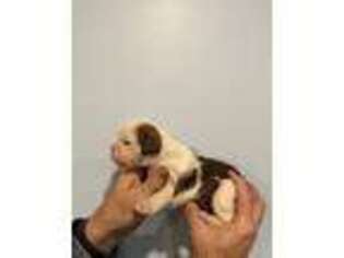Olde English Bulldogge Puppy for sale in Dardanelle, AR, USA