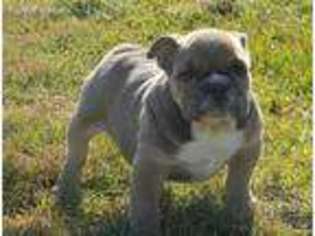 Olde English Bulldogge Puppy for sale in Griswold, IA, USA