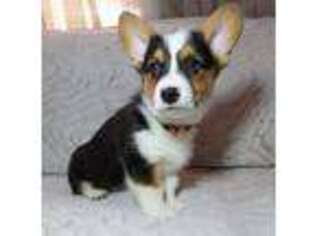 Pembroke Welsh Corgi Puppy for sale in New Castle, DE, USA