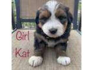 Mutt Puppy for sale in Oak Park, MN, USA