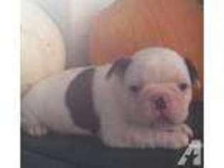 French Bulldog Puppy for sale in HUDSONVILLE, MI, USA