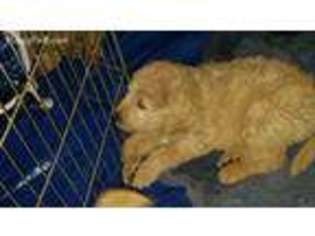 Goldendoodle Puppy for sale in Paradise, CA, USA
