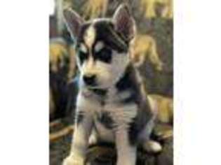 Alaskan Klee Kai Puppy for sale in Sterling, KS, USA