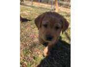 Labrador Retriever Puppy for sale in La Plata, MD, USA