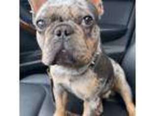 French Bulldog Puppy for sale in Prairieville, LA, USA