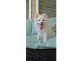 Pomeranian Puppy for sale in Florence, SC, USA