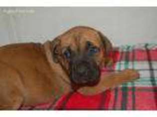 Boerboel Puppy for sale in Yamhill, OR, USA