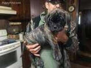 Bullmastiff Puppy for sale in Bonnieville, KY, USA