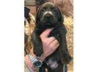 Labrador Retriever Puppy for sale in Bay City, MI, USA