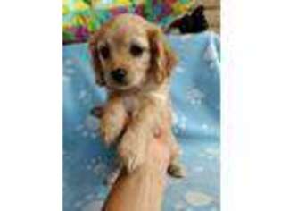 Cavapoo Puppy for sale in Arroyo Grande, CA, USA