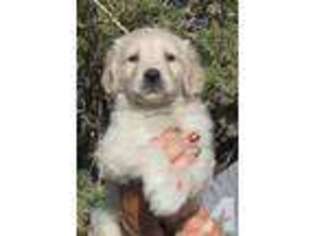Golden Retriever Puppy for sale in TEHACHAPI, CA, USA