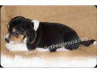 Beagle Puppy for sale in Dallas, TX, USA