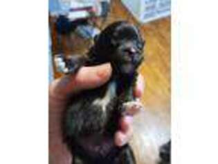 Pomeranian Puppy for sale in Fulton, MO, USA