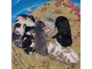 Great Dane Puppy for sale in Foreman, AR, USA