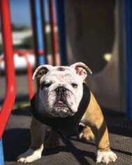 Bulldog Puppy for sale in Huntington Beach, CA, USA