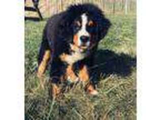 Bernese Mountain Dog Puppy for sale in Cooperstown, NY, USA