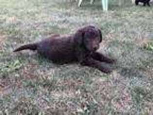 Labradoodle Puppy for sale in Fairmount, IN, USA