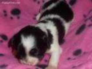 Shih-Poo Puppy for sale in Labelle, FL, USA