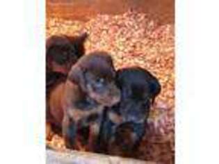 Doberman Pinscher Puppy for sale in Marble Hill, MO, USA